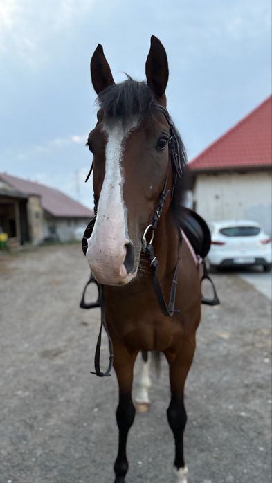 wałach do współdzierżawy