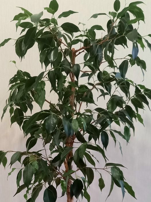 Два фікуси  Кінкі варіегатний і Данієль зел. дорослі,самовивіз Київ