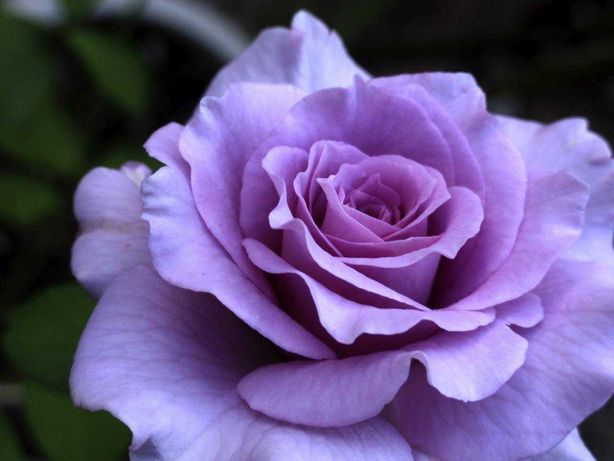 Roseira da rosa azul - PLANTA VIVA FLORES