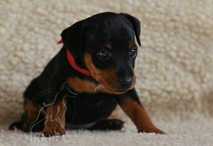 Дівчатка мініатюрного(цверг) пінчера