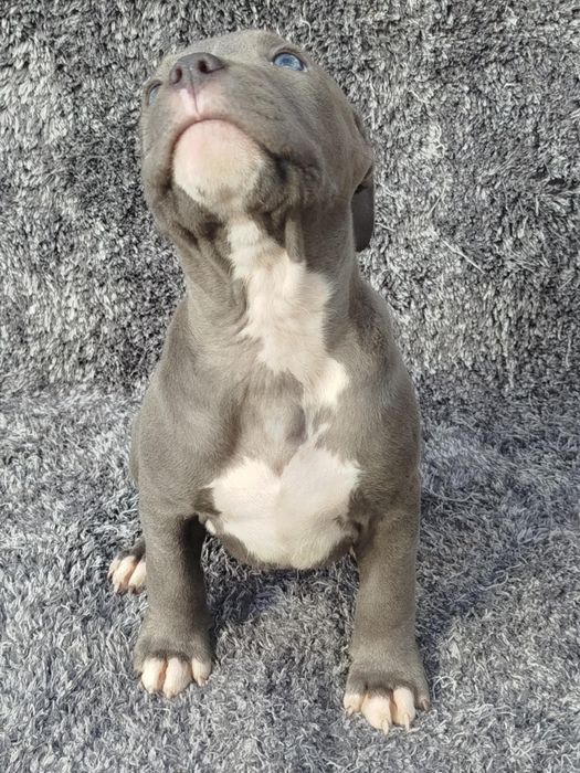 Piękny mocny Amstaff