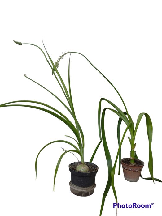 Індійська цибуля, индийский лук