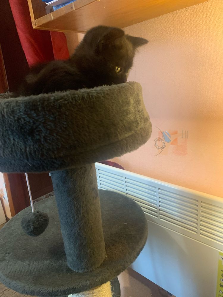 Шотландские  котята