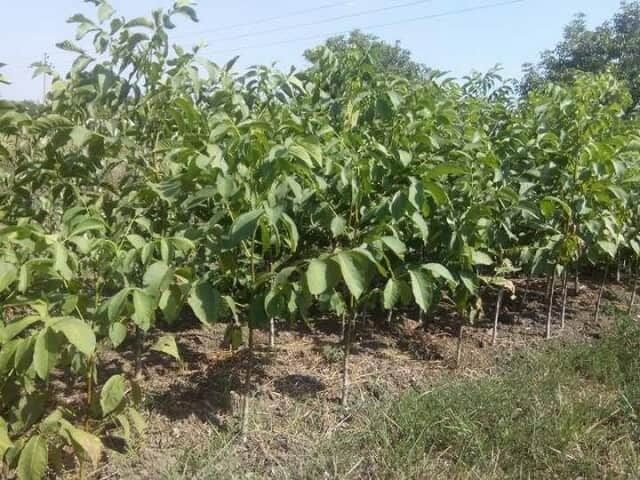 Саджанці грецького горіха, фундука