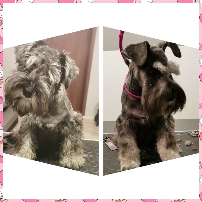 Strzyzenie psów, salon dla psów i kotów PUPIL