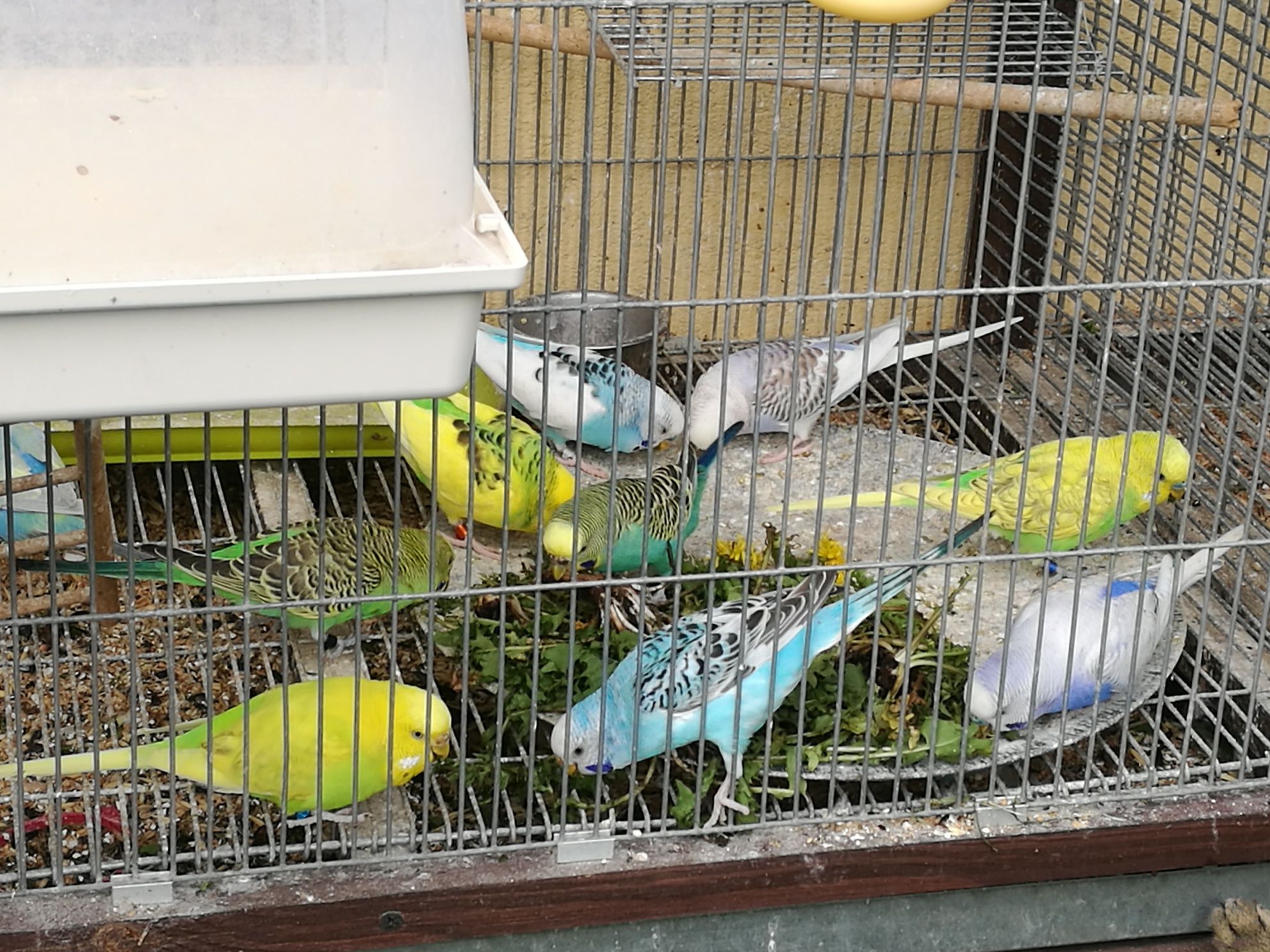 Papugi faliste sprzedam