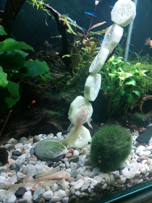 Sprzedam lub zamienię