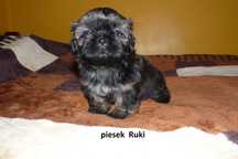 Shih Tzu, piesek Ruki gotowy do odbioru.