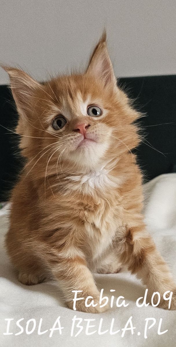 Kotka Maine Coon