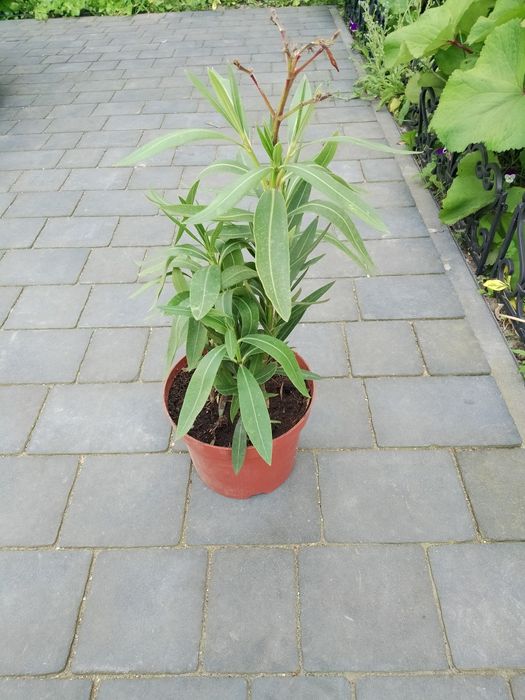 Oleander 3 sadzonki w donicy
