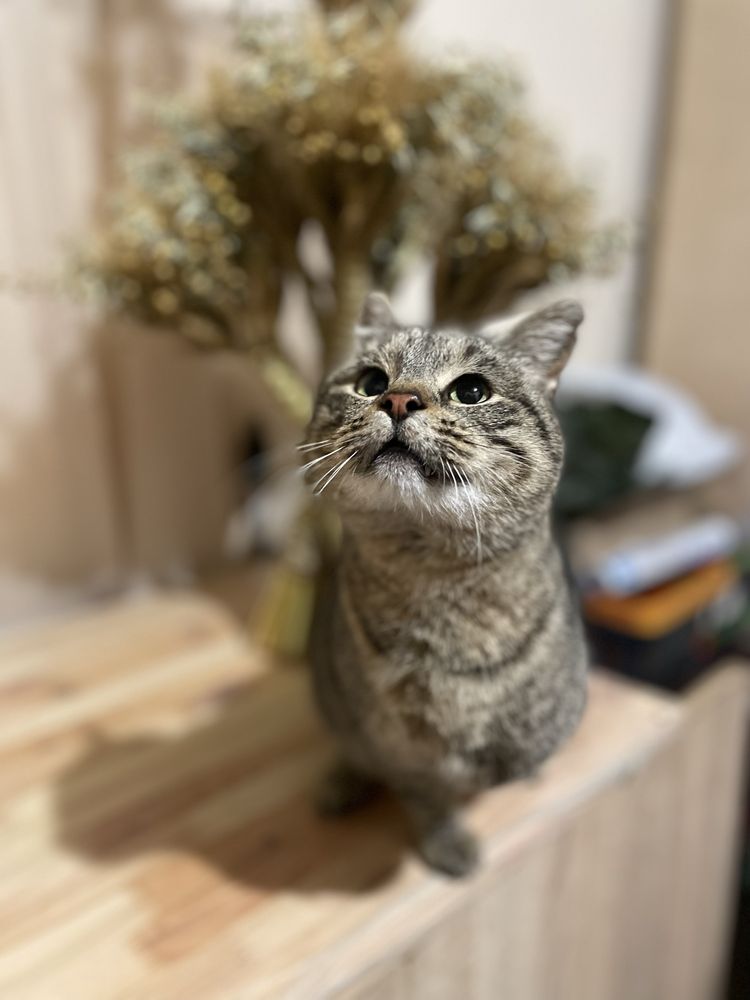 Котик трилапий у добрі руки