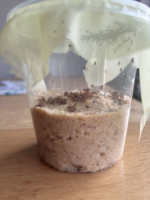 Drosophila hydei - dla modliszki, pająka, drzewołazów