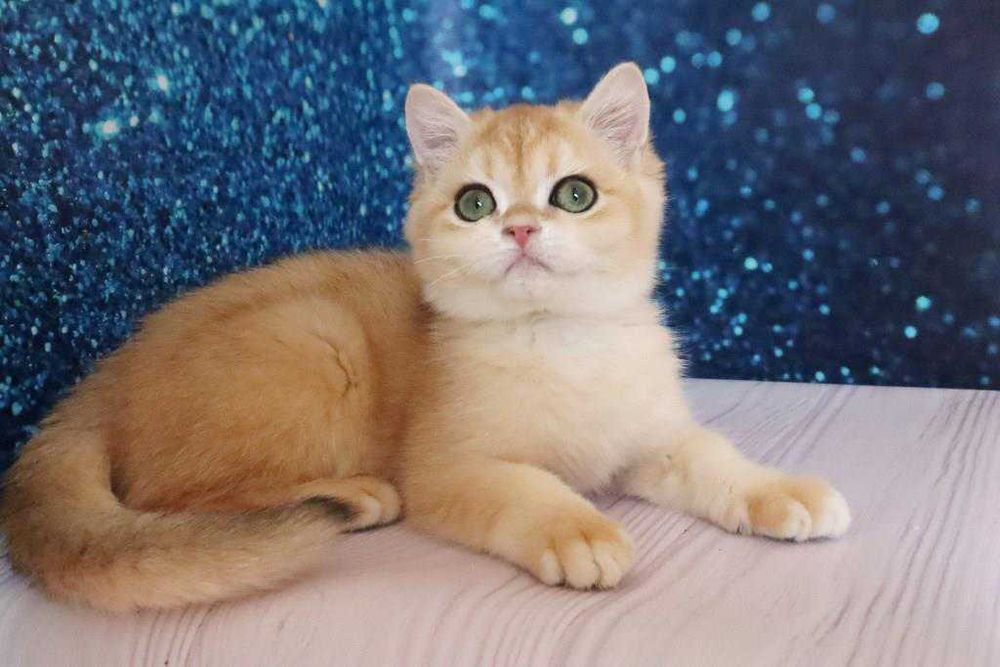 Плюшевый британский мальчишка-золотая шиншила