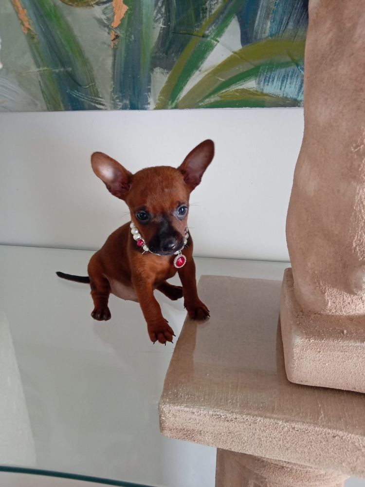 Pinscher Miniatura