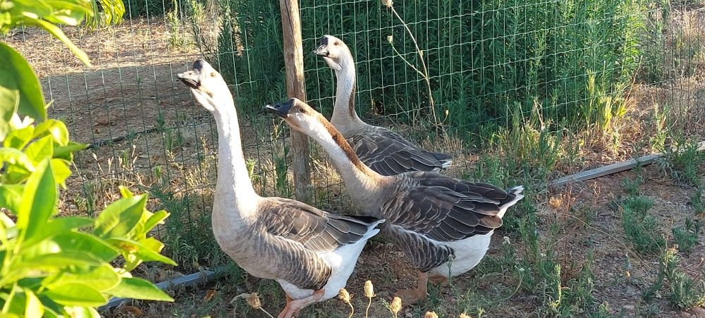 Vendo trio de gansos sinaleiros de barbela 2024