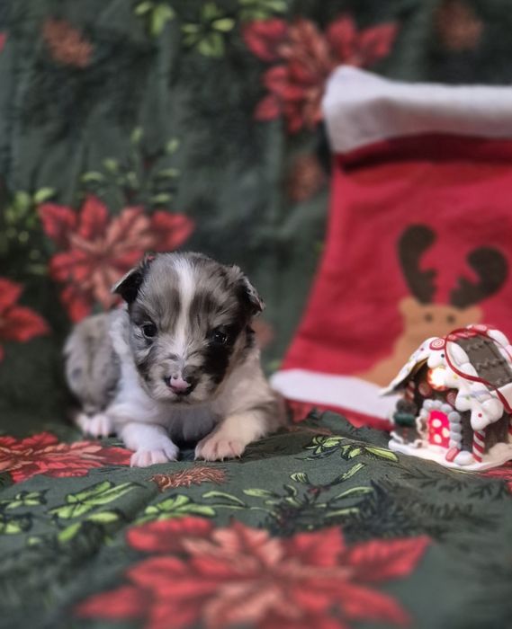 Border collie suczka marmurkowy merle