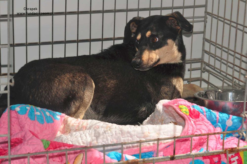 Chrapek - szuka kochającego domku