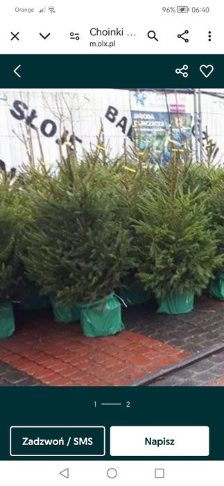 Plantacja choinek srebrne i zielone.