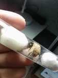 Królowa Pheidole Megacpehala z jajeczkami i