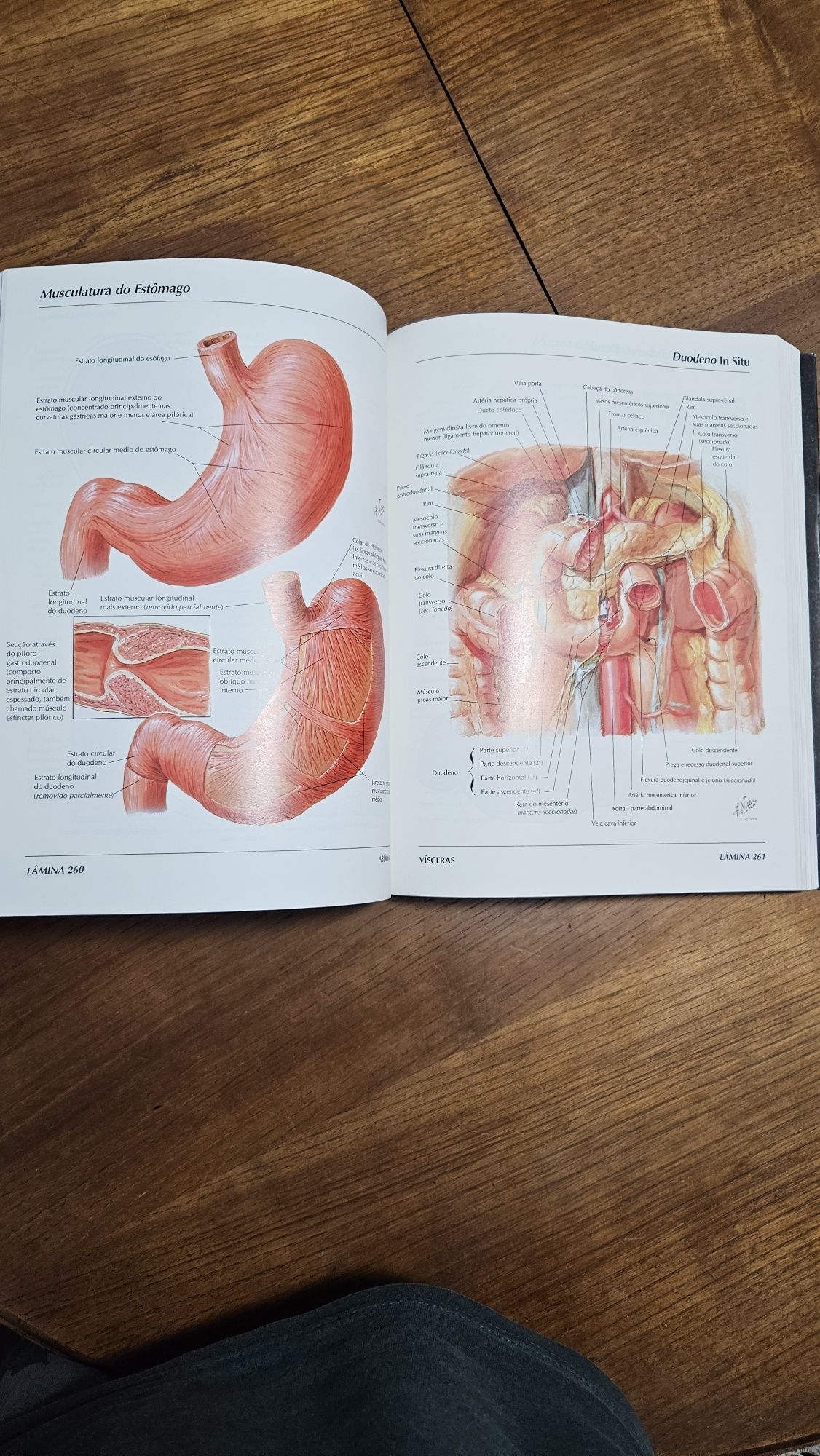Atlas Anatomia Humana - Netter