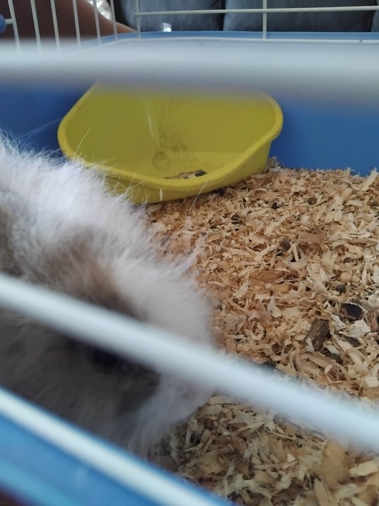Coelhos anões bebés