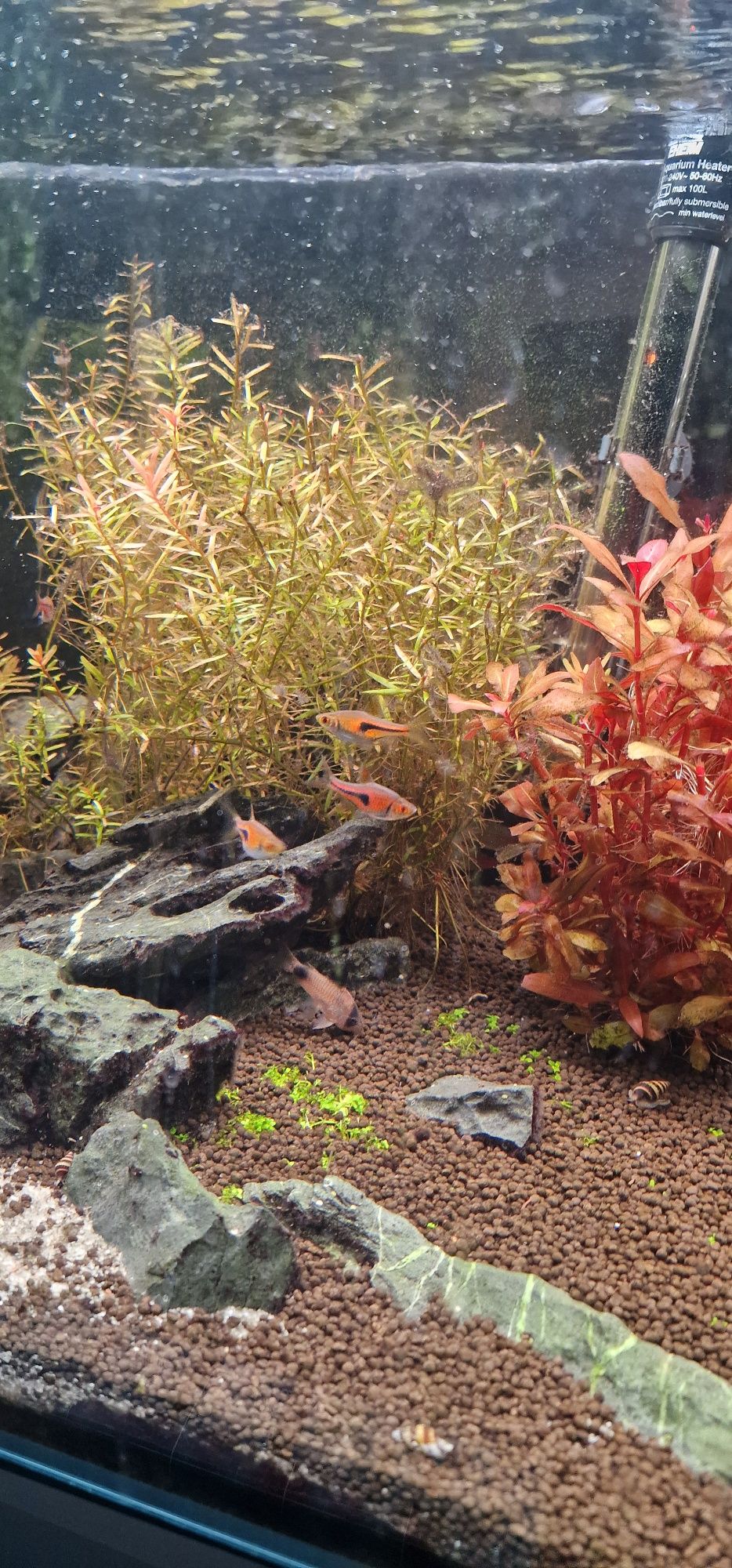 Aquário 80x40 kit completo
