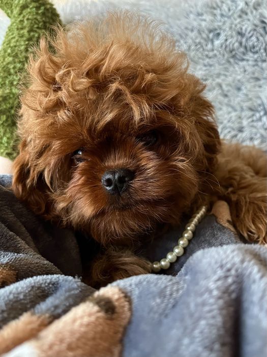 Гламурный мальчик мальтипу, Кавапу