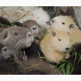 Продам м'ясо нутрій