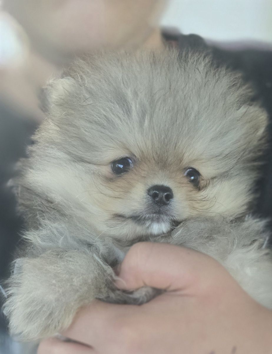 Piesek sunia pomeranian
