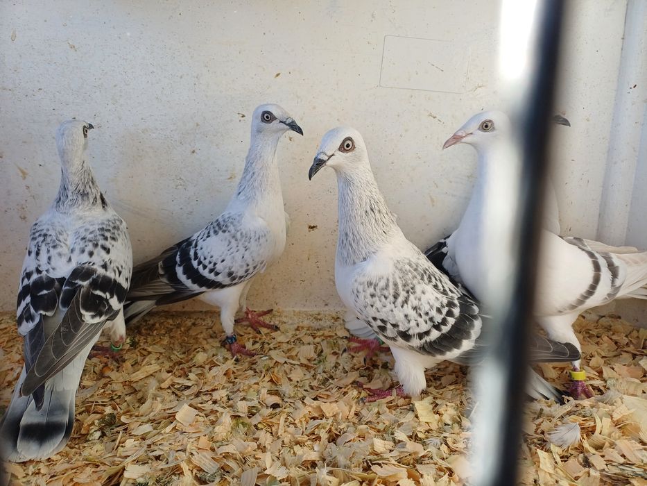 Żałobne łomżyńskie perłowe ptaki lot gołębie.