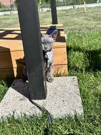 Balu - Kocurek  Devon Rex