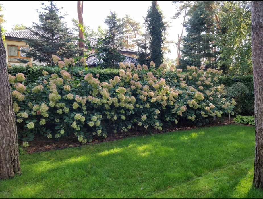 Usługi Ogrodnicze Warszawa i okolice. Wolne terminy listopad-grudz.