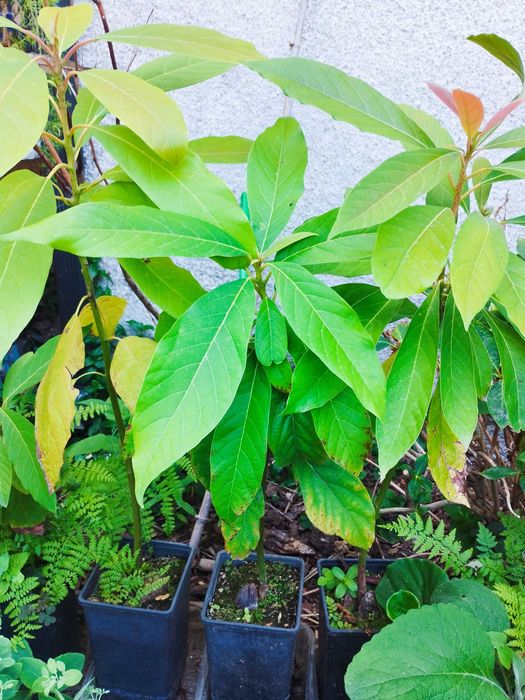 Abacate - planta em vaso