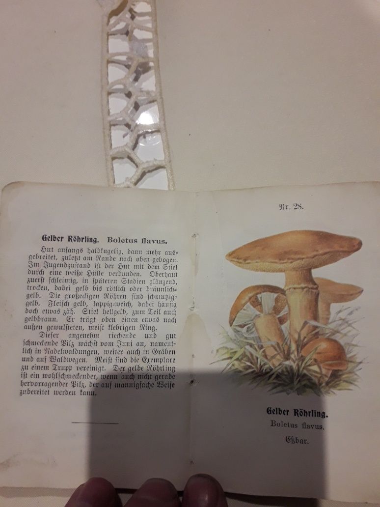 Stary atlas grzybowy Pilzkunde H.BLUCHER