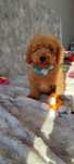Cavapoo f1b Red cavalier pudel cavapoo