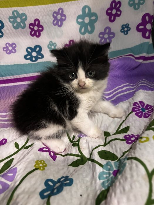 Кошеня в добрі руки