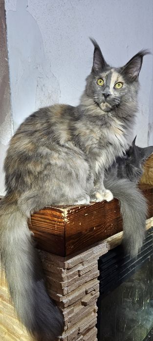 Голубокремка девочка мейн кун