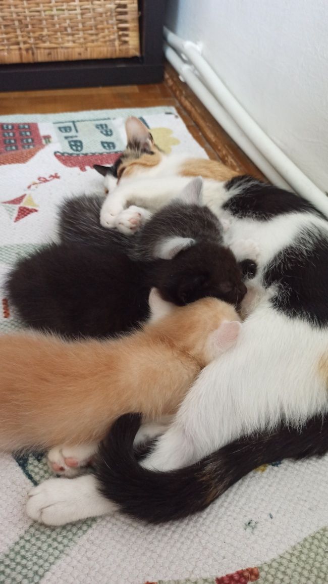 Віддамо кошенят 1міс