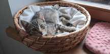 Pyza- bura, mała 4- miesięczna kotka do adopcji