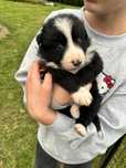 Suczka border collie gotowa do odbioru