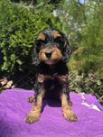 Cockapoo śliczna dziewczynka Wiwi