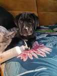 Cane Corso sunia z rodowodem szczeniak