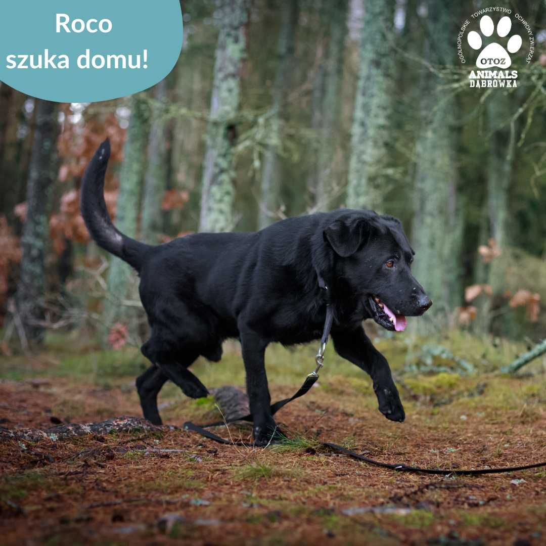 Roco czeka na swój wymarzony dom.