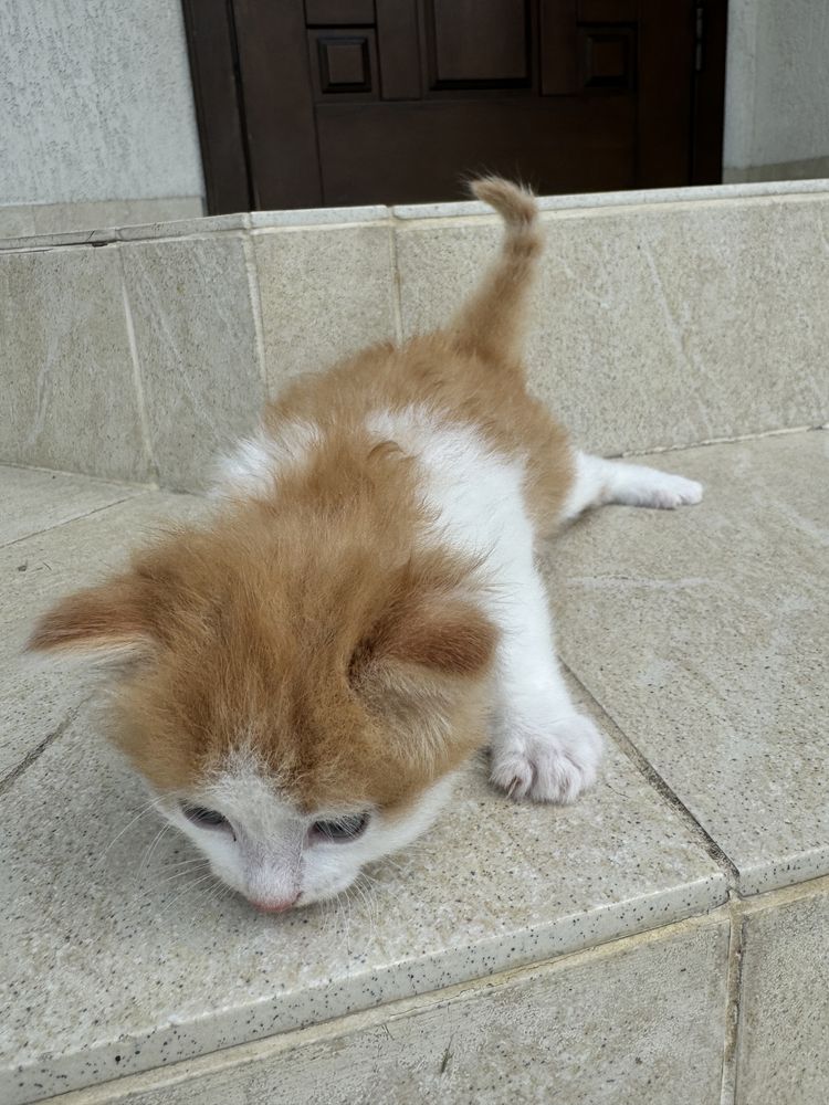 Кошенята котенята Безкоштовно кіт кішка центр