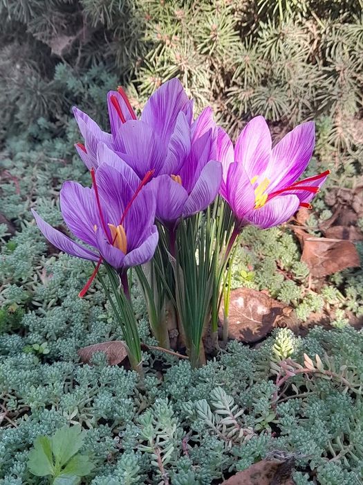 Продам цибулини крокусу осіннього (шафрановий)