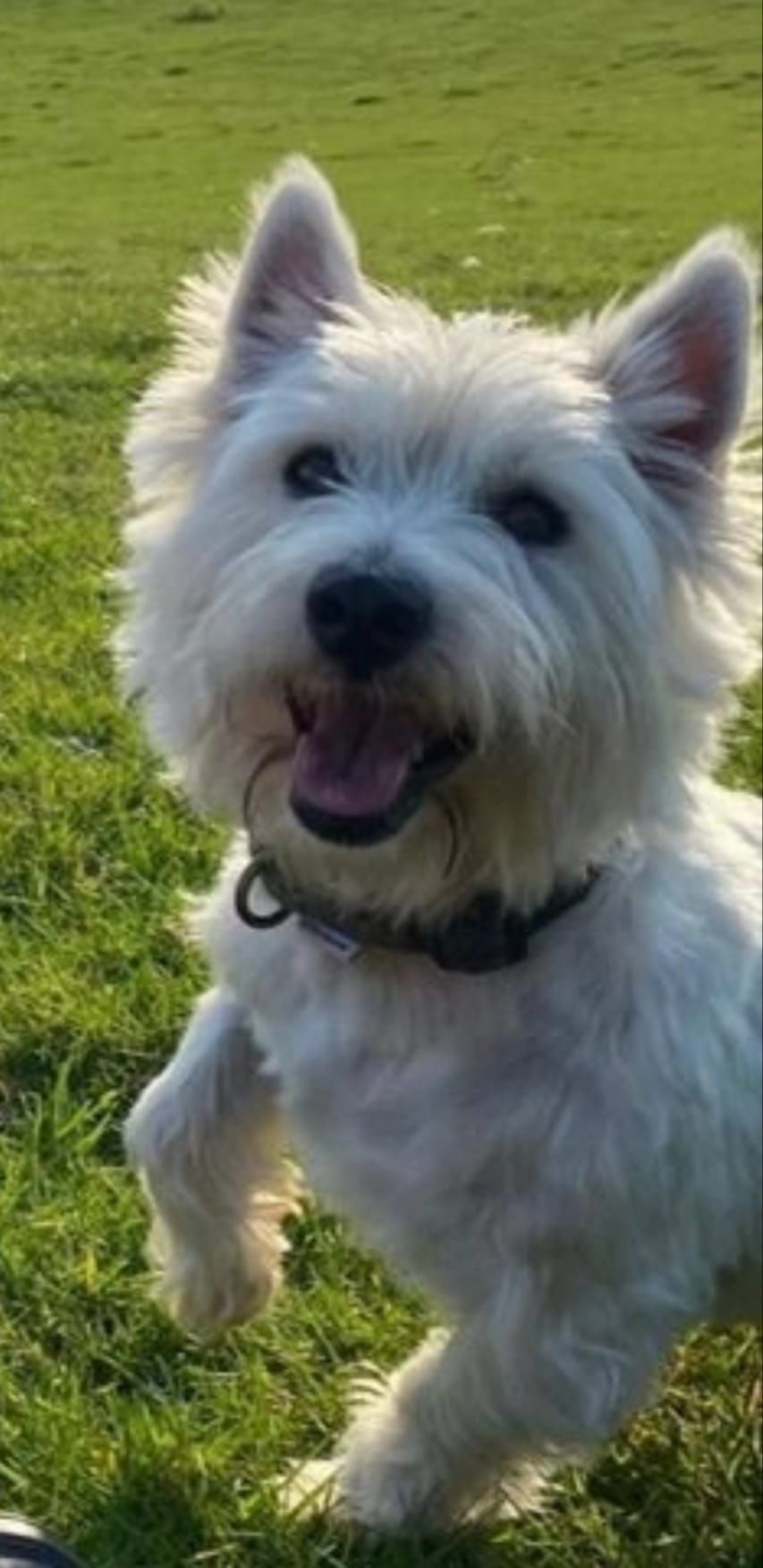 West highland white terrier 10 tyg