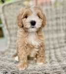 Maltipoo f1 /samiec