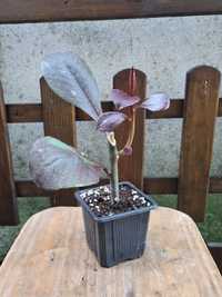 Euphorbia umbellata - Planta Envasada
