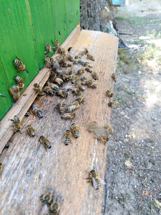 pszczoły, rodziny pszczele,odkład