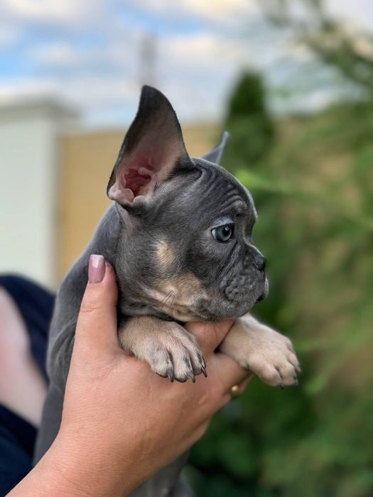 Францькі бульдожки хлопчики та дівчинки.